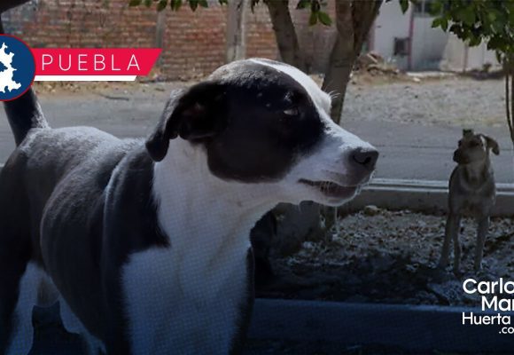 Cero tolerancia al maltrato animal: impulsa IBA tenencia responsable