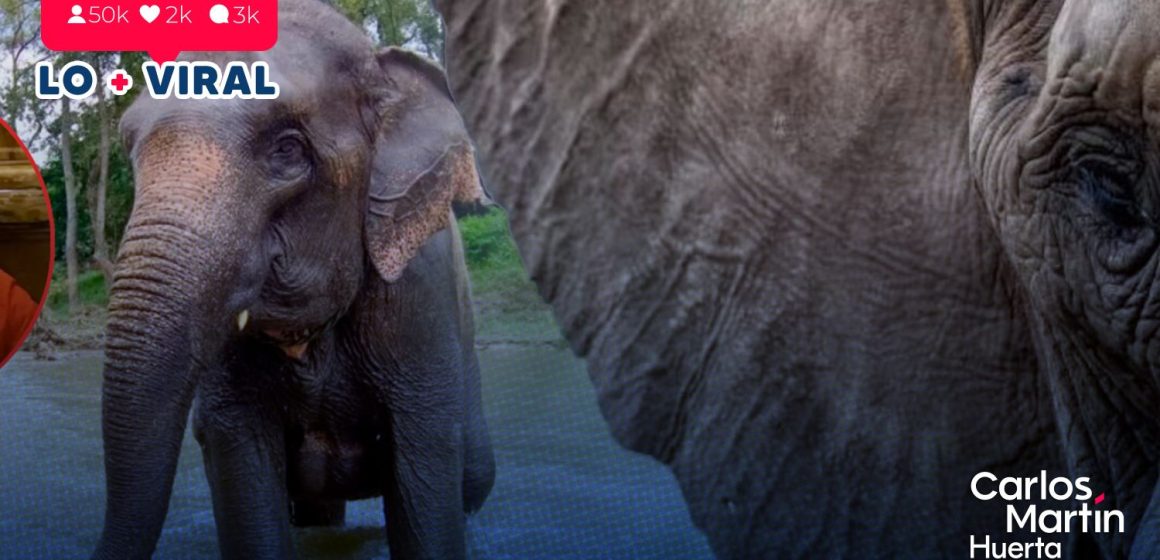 Elefante mata a turista en parque de Tailandia