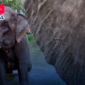 Elefante mata a turista en parque de Tailandia