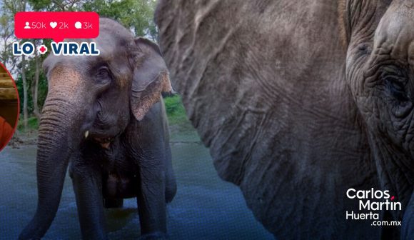 Elefante mata a turista en parque de Tailandia