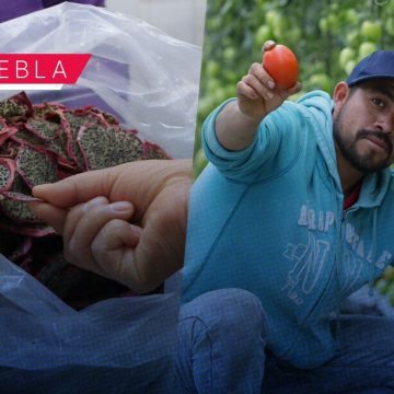 Gobierno Estatal avanza en construcción de CIITRAS para brindar valor agregado al campo Gobierno Estatal avanza en construcción de CIITRAS para brindar valor agregado al campo