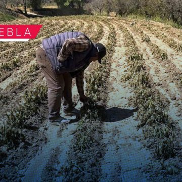Gobierno de Puebla realiza atención inmediata ante afectaciones agrícolas por bajas temperaturas