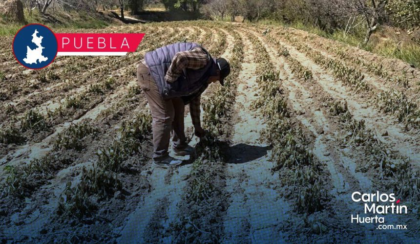 Gobierno de Puebla realiza atención inmediata ante afectaciones agrícolas por bajas temperaturas