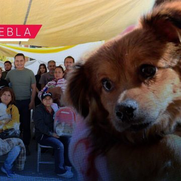 Impulsan jornadas gratuitas de protección animal en distintas zonas de la capital