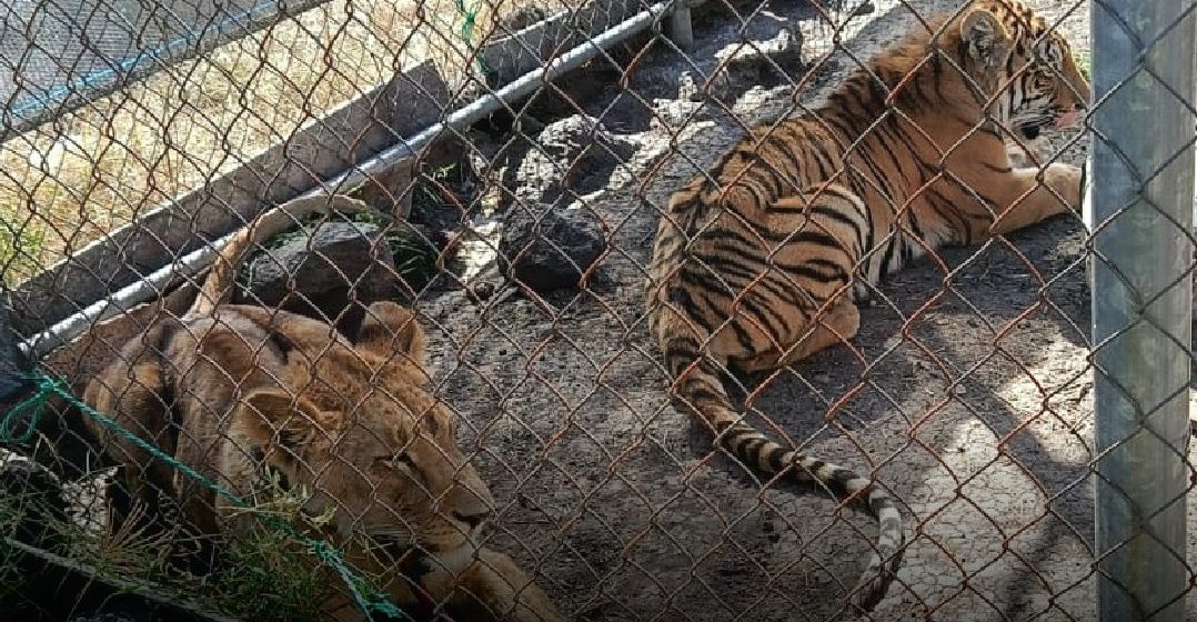 Resguardan a leona y tigre abandonados en inmueble de Michoacán