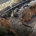 Resguardan a leona y tigre abandonados en inmueble de Michoacán