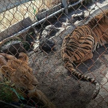 Resguardan a leona y tigre abandonados en inmueble de Michoacán