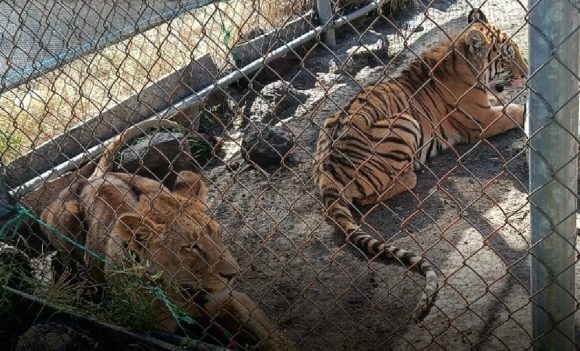 Resguardan a leona y tigre abandonados en inmueble de Michoacán