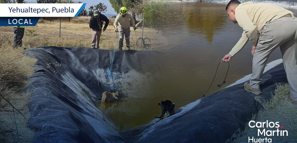 Portada Paramédicos de Yehualtepec logran rescatan a tres perros de morir ahogados tras caer a un jagüey CMH Paramédicos de Yehualtepec logran rescatan a tres perros de morir ahogados tras caer a un jagüey