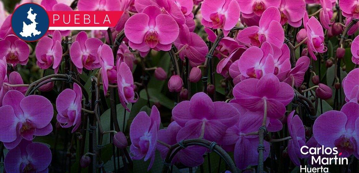 Puebla y Veracruz presentan el Festival Internacional de la Orquídea 2026