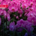 Puebla y Veracruz presentan el Festival Internacional de la Orquídea 2026