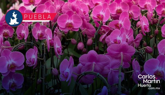Puebla y Veracruz presentan el Festival Internacional de la Orquídea 2026