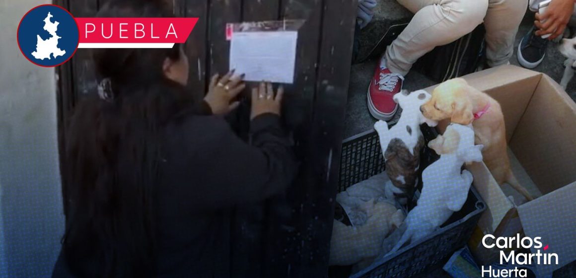 Refuerzan vigilancia en Analco; venta de animales en vía pública será sancionada: SEGOM