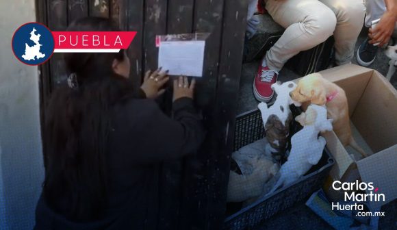 Refuerzan vigilancia en Analco; venta de animales en vía pública será sancionada: SEGOM