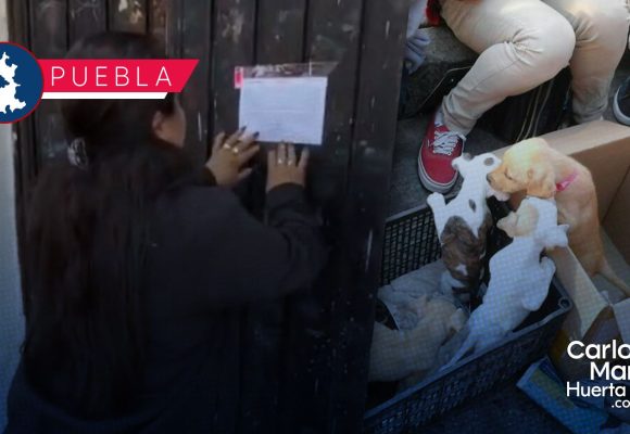 Refuerzan vigilancia en Analco; venta de animales en vía pública será sancionada: SEGOM