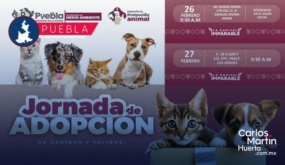 ¡Dales un hogar! Puebla anuncia jornadas de adopción de perros y gatos: Fechas, sedes y requisitos
