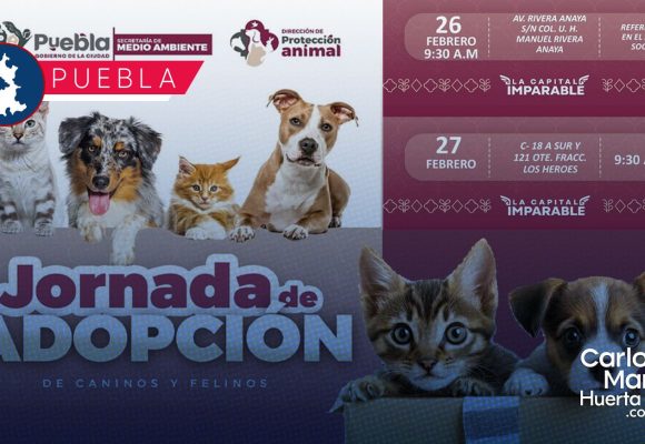 ¡Dales un hogar! Puebla anuncia jornadas de adopción de perros y gatos: Fechas, sedes y requisitos