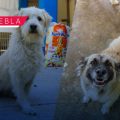 ¡Buscan un hogar! Huejotzingo abre proceso de adopción para perros rescatados durante el Carnaval