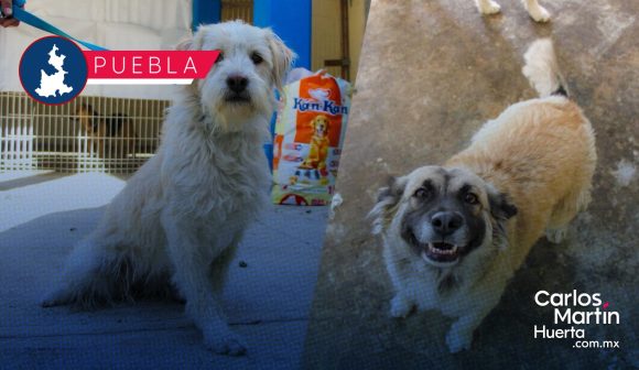 WhatsApp Image 2026-02-26 at 12.10.17 PM ¡Buscan un hogar! Huejotzingo abre proceso de adopción para perros rescatados durante el Carnaval