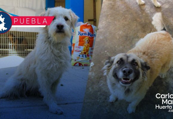 WhatsApp Image 2026-02-26 at 12.10.17 PM ¡Buscan un hogar! Huejotzingo abre proceso de adopción para perros rescatados durante el Carnaval