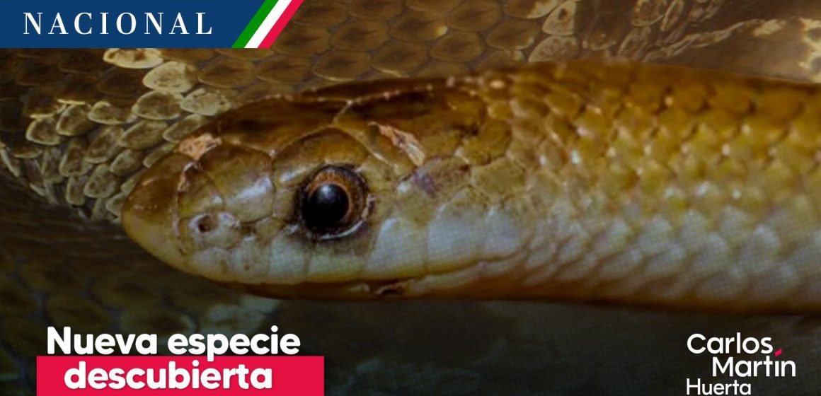 Yakacoatl tlalli: Descubren nueva especie de serpiente en México