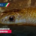 Yakacoatl tlalli: Descubren nueva especie de serpiente en México