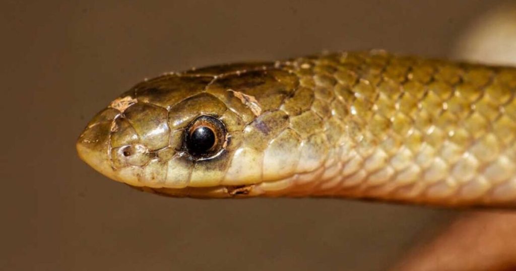 Yakacoatl tlalli Descubren nueva especie de serpiente en Mexico 3