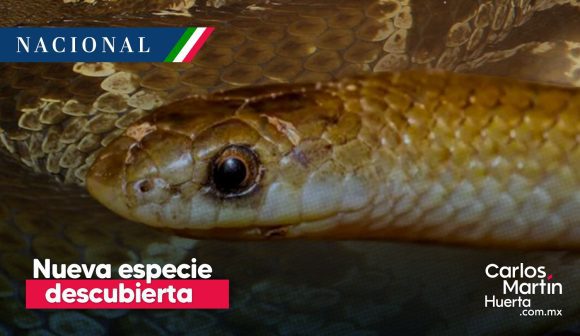 Yakacoatl tlalli: Descubren nueva especie de serpiente en México
