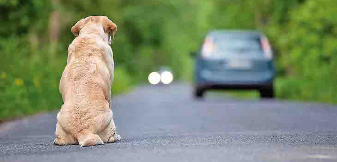 Crueldad en las vías de Atlixco: Alertan por aumento de perros abandonados en carreteras