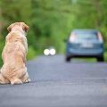 Crueldad en las vías de Atlixco: Alertan por aumento de perros abandonados en carreteras