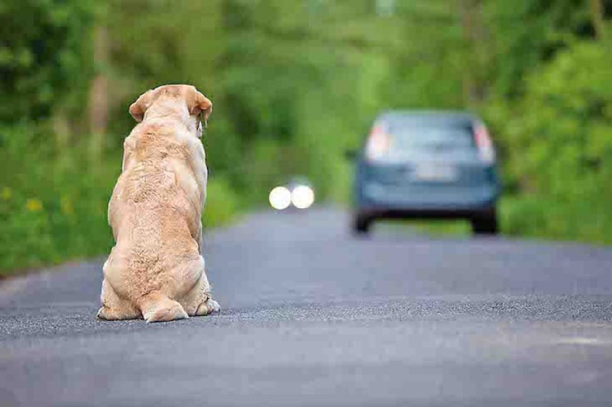 Crueldad en las vías de Atlixco: Alertan por aumento de perros abandonados en carreteras