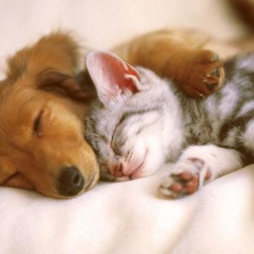 “Corazones y Patitas”: vacunación, antipulgas y adopciones en el Centro Histórico