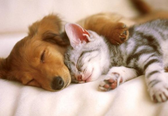 “Corazones y Patitas”: vacunación, antipulgas y adopciones en el Centro Histórico