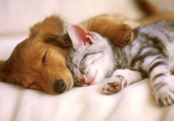 “Corazones y Patitas”: vacunación, antipulgas y adopciones en el Centro Histórico