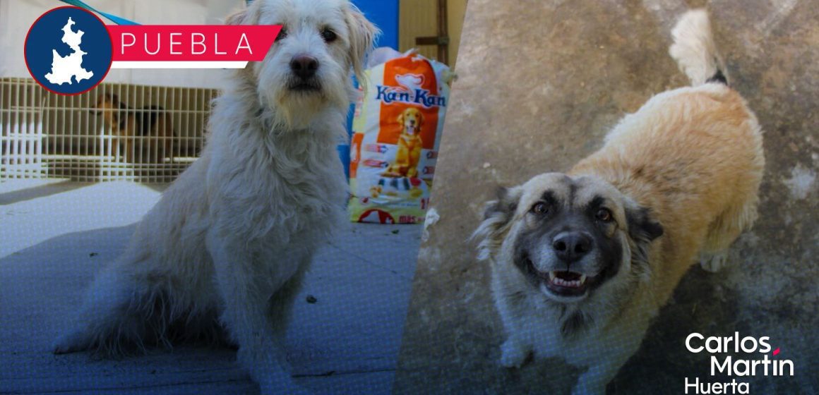 Convocan a Marcha Nacional en Defensa de los Animales; conoce fecha y hora