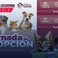 ¡Dales un hogar! Puebla anuncia jornadas de adopción de perros y gatos: Fechas, sedes y requisitos