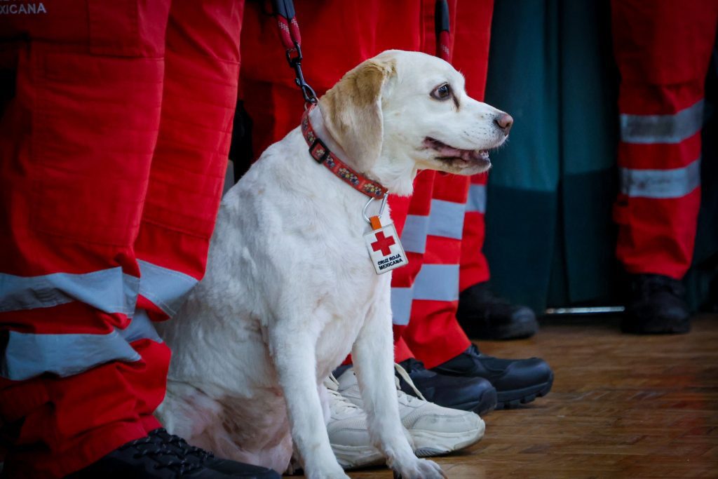 Cruz Roja Puebla rinde homenaje a Maia, valiente integrante del equipo SAR K-9 2 656956935 1396681342501250 4445016527704357736 n