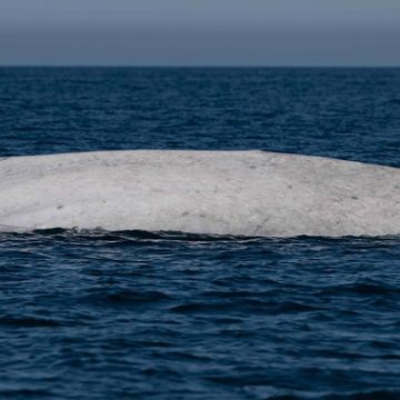 Avistan ballena azul albina en Bahía de Loreto