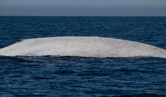Avistan ballena azul albina en Bahía de Loreto