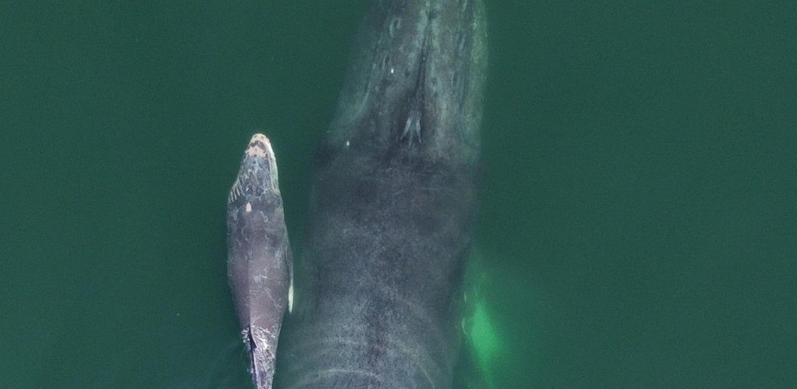 Sorprende avistamiento de ballena jorobada y su cría en Acapulco