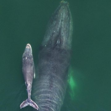 Sorprende avistamiento de ballena jorobada y su cría en Acapulco