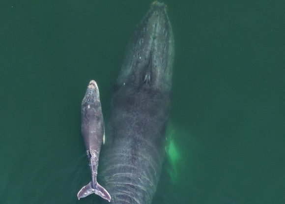 Sorprende avistamiento de ballena jorobada y su cría en Acapulco