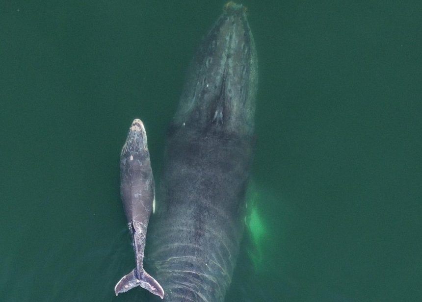 Sorprende avistamiento de ballena jorobada y su cría en Acapulco