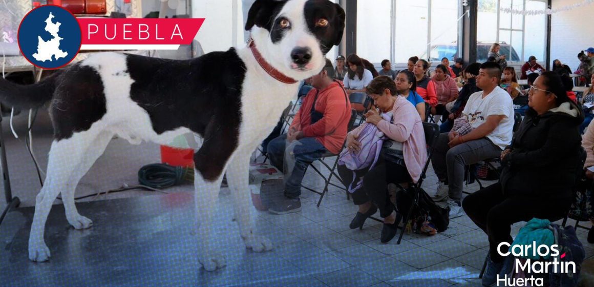 Del 9 al 13 de marzo habrá jornadas de bienestar animal en Puebla