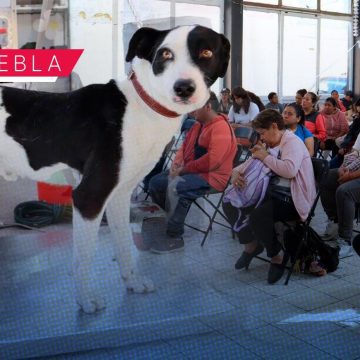 Del 9 al 13 de marzo habrá jornadas de bienestar animal en Puebla