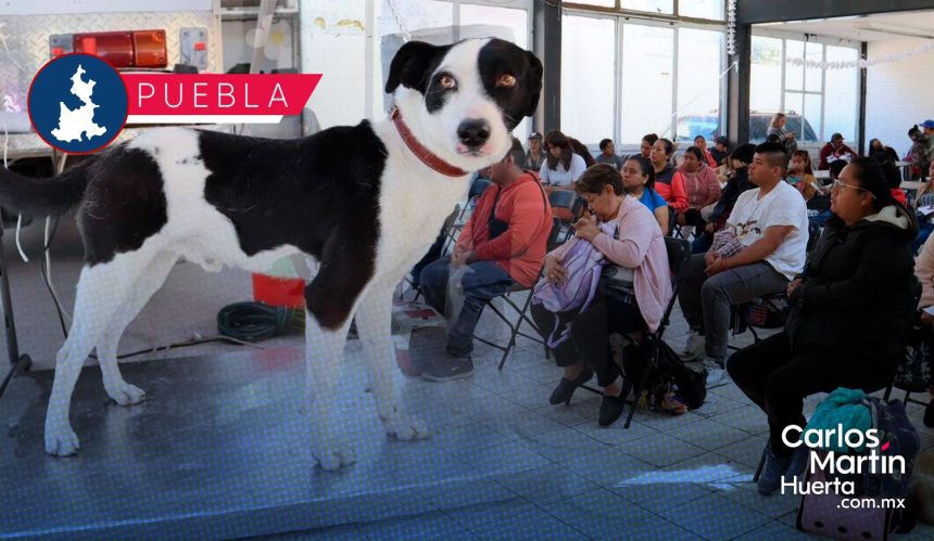 Del 9 al 13 de marzo habrá jornadas de bienestar animal en Puebla