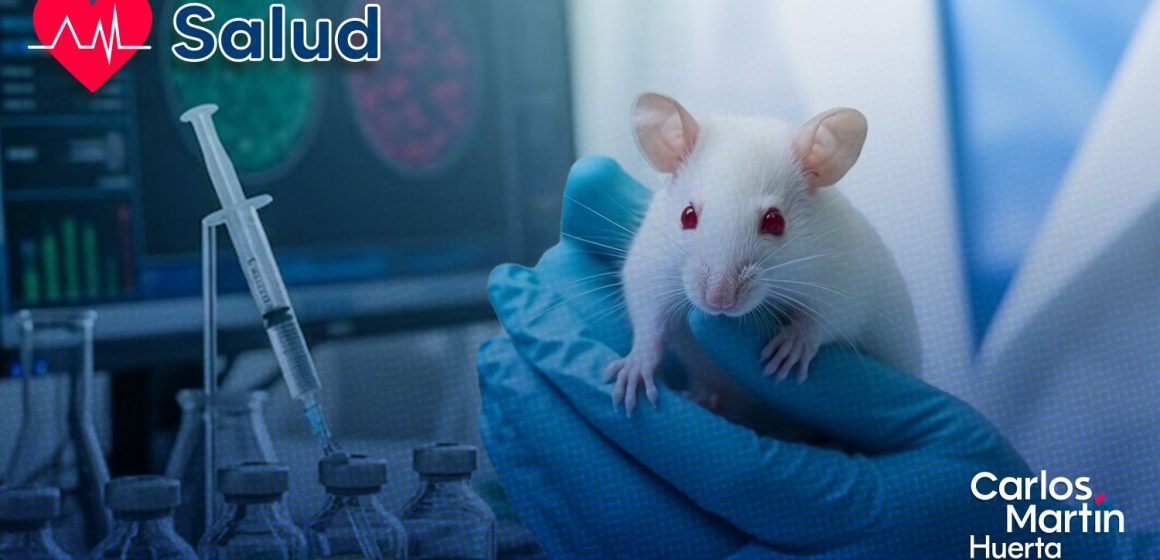 Científicos logran curar la diabetes tipo 1 en ratones sin utilizar insulina