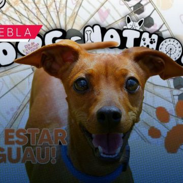 Dog-Nathon 2026: Fecha, sede y actividades en Puebla