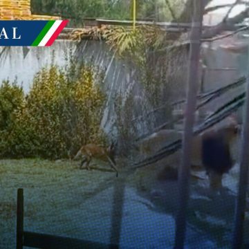 Hombre ebrio es atacado por leones en reserva de Ocoyoacac en el Estado de México 