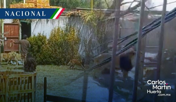 Hombre ebrio es atacado por leones en reserva de Ocoyoacac en el Estado de México 